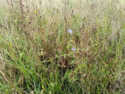 Chicory