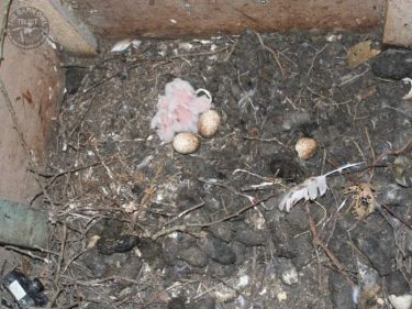 Clearing Out Nestboxes Barn Owl Nestbox Nestcam Young