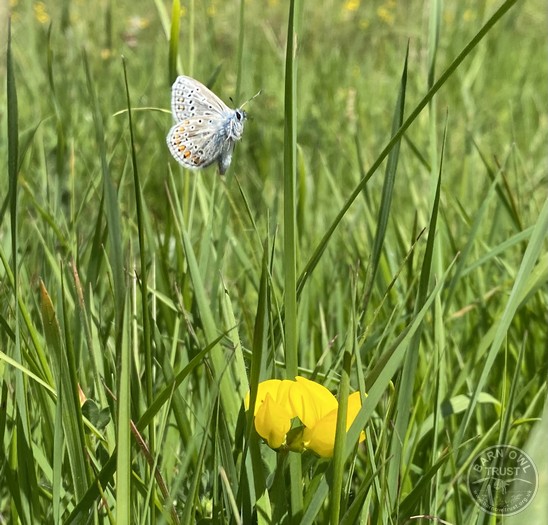 Common blue in flight