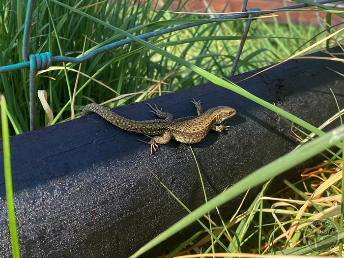 Wildlife Diary May 2025