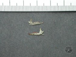 Common Shrew Jaw Side