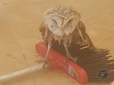 Wet Owl August 17