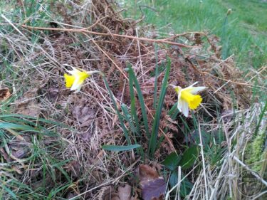 Daffodils in forde orchard march 2025
