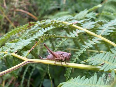 Dark bush cricket 02