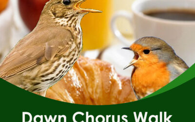 Dawn Chorus Bird Walk & Moth Trap – 6.30am 2nd April 2026