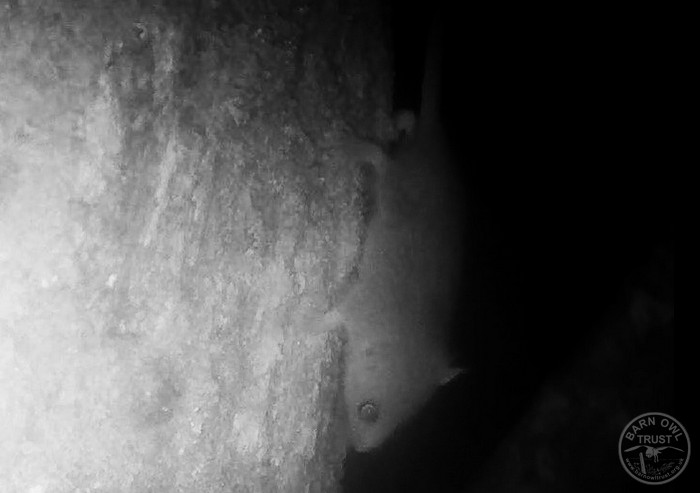 Dormouse