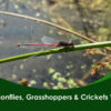 Dragonflies, grasshoppers & crickets walk
