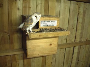 Barn Owl nest box
