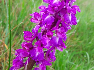 Early Purple Orchid, LLP 110516 [Lexie New] (B)