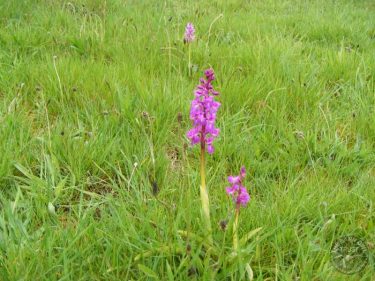 Early Purple Orchids In The LLP Wildlife Diary April 2019