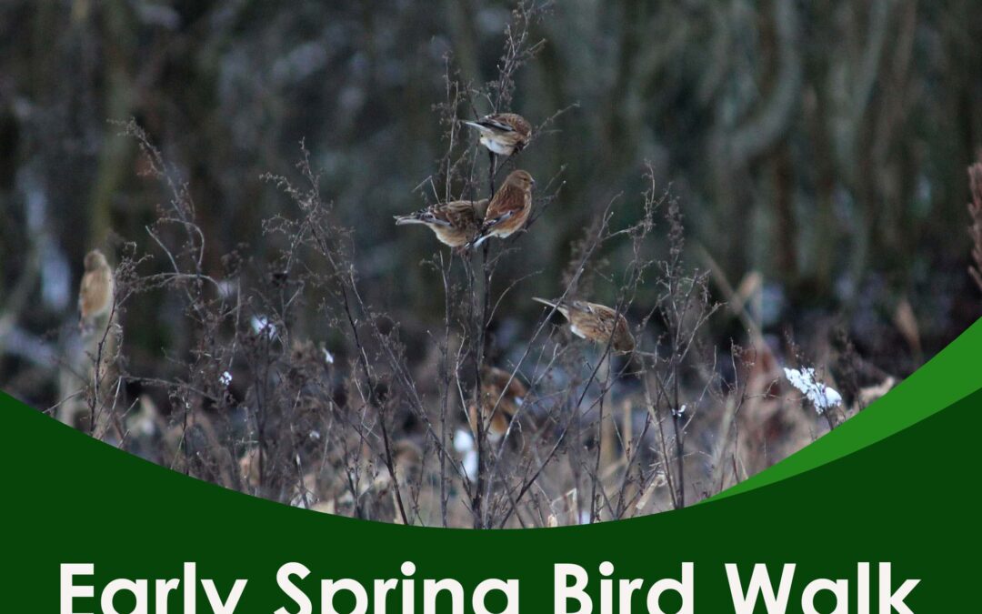 Early Spring Bird Walk – 10am 6th March 2026
