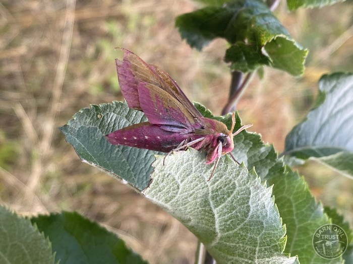 Elephant hawk moth