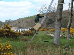 Erecting A Barn Owl Treebox 05