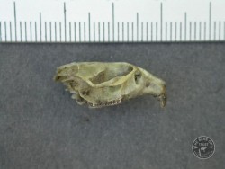 Field Vole Skull Side