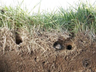 Field Vole Holes Litter Layer Kevin Keatley
