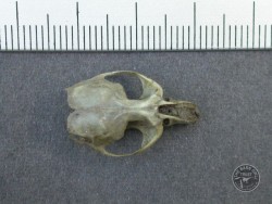 Field Vole Skull Top Owl pellet dissection