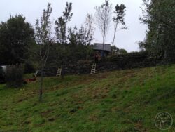 Finishing off the hedge laying 13th october