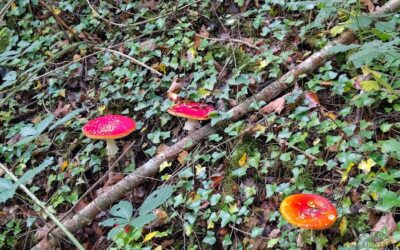 Wildlife Diary October 2025