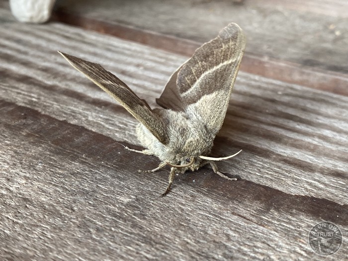 Fox moth Fox moth