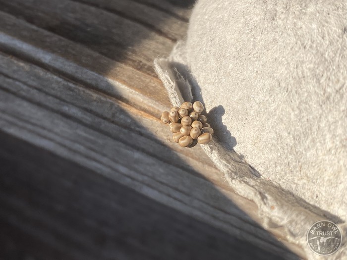 Fox moth eggs Fox moth eggs