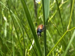Garden chafer llp june 2024