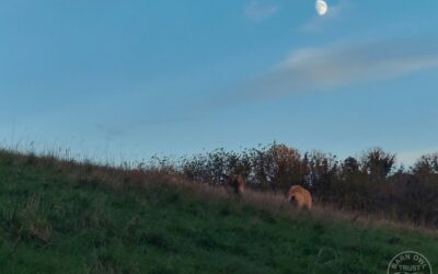 Wildlife Diary November 2025