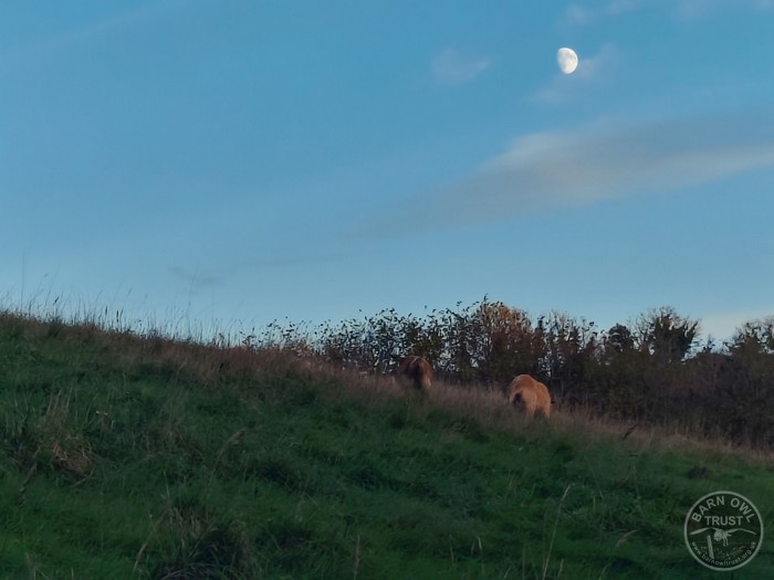 Wildlife Diary November 2025