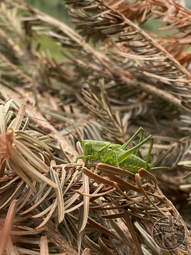 Great green bush cricket
