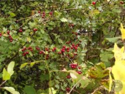 Hawthorn berries