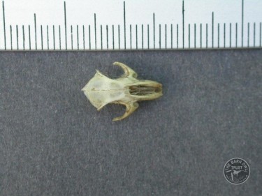 House Mouse Skull Top Owl pellet dissection