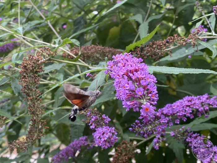 Hummingbird hawk moth