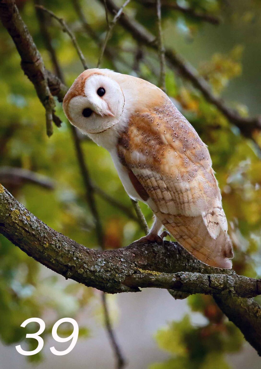 I see you