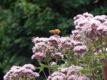Silver washed fritillary enjoying the Hemp Agrimony