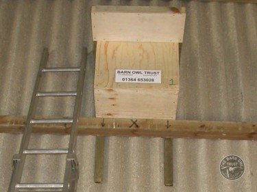 Indoor Barn Owl Nestbox Erection 12