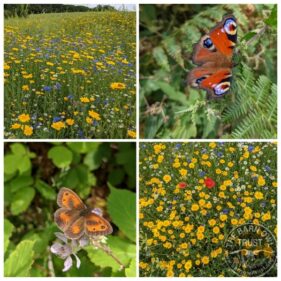 July butterflies and bird crop collage resized