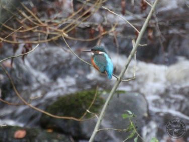 Kingfisher Waterleat LLP Wildlife Diary November 2018