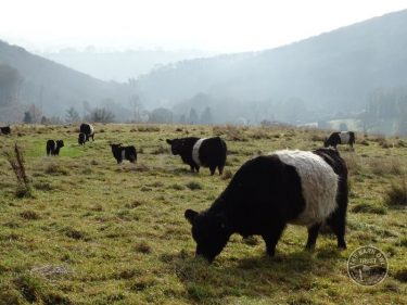 LLP Belted Galloway Cattle Grazing In The LLP Wildlife Diary December 2016