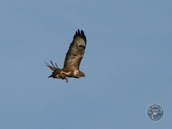 LLP Buzzard Flying With Food 