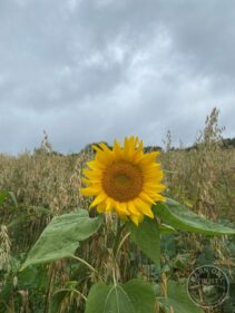 Llp sun flower