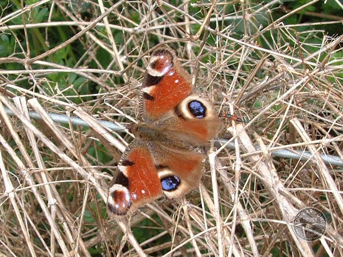 Peacock Butterfly