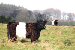 Belted Galloway cattle grazing the LLP