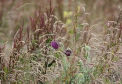 Musk Thistle