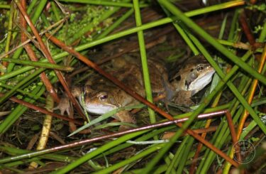Llp frogs spawn [david ramsden] 270121 (a) 6