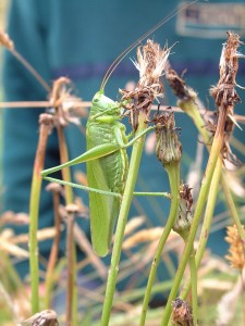 great green cricket