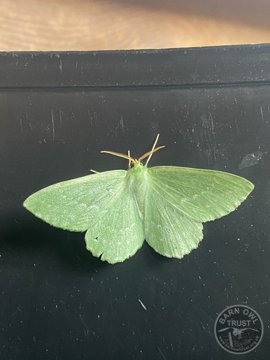 Large emerald moth 040725