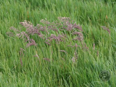 Lennon Legacy Project Grasses