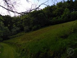 Looking Up The Slope By Corner Wood