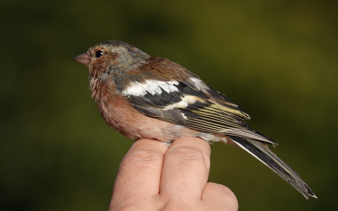 Wildlife Diary November 2025