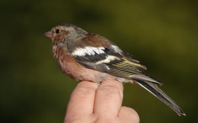 Wildlife Diary November 2025