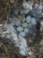 Mandarin Duck eggs in nestbox